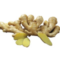 Qualified Fresh Ginger for EU 150g up in PVC Box